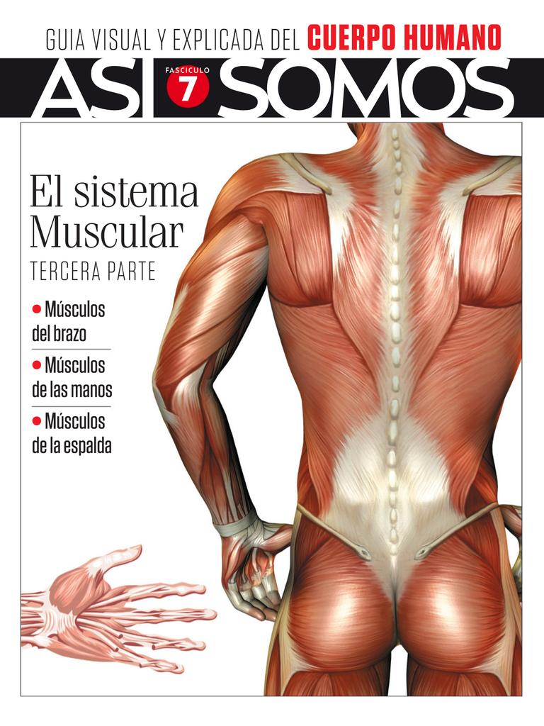 As Somos El Cuerpo Humano Fasciculo Digital Discountmags Ca